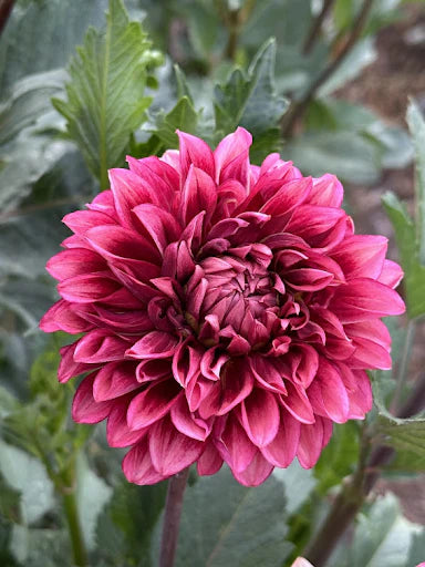 Bloomquist York - Dahlia Seedling