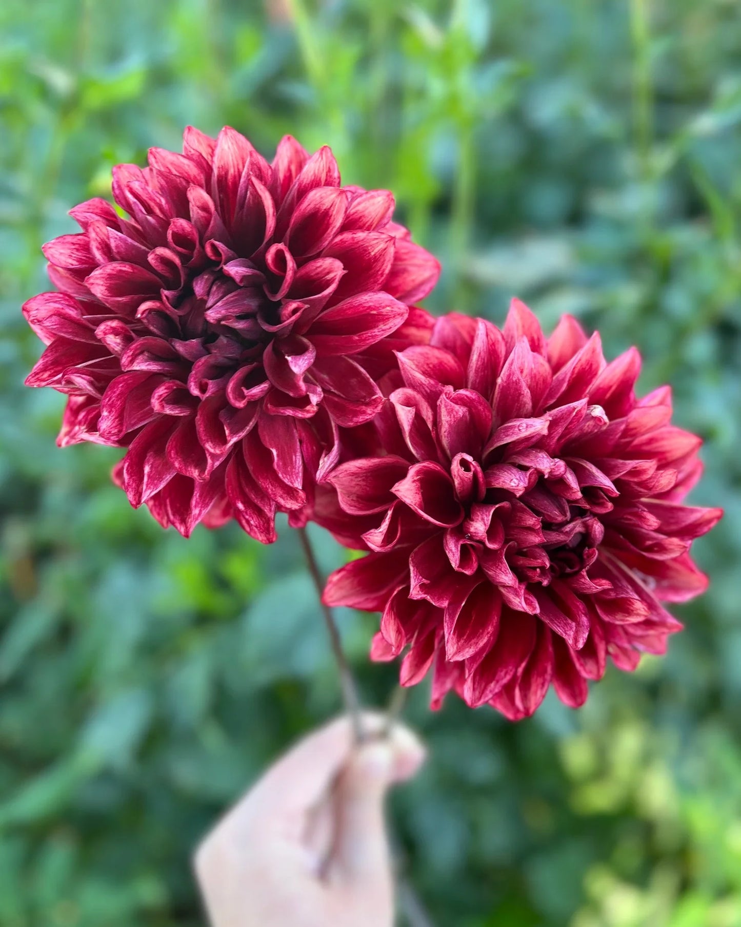 Bloomquist York - Dahlia Seedling