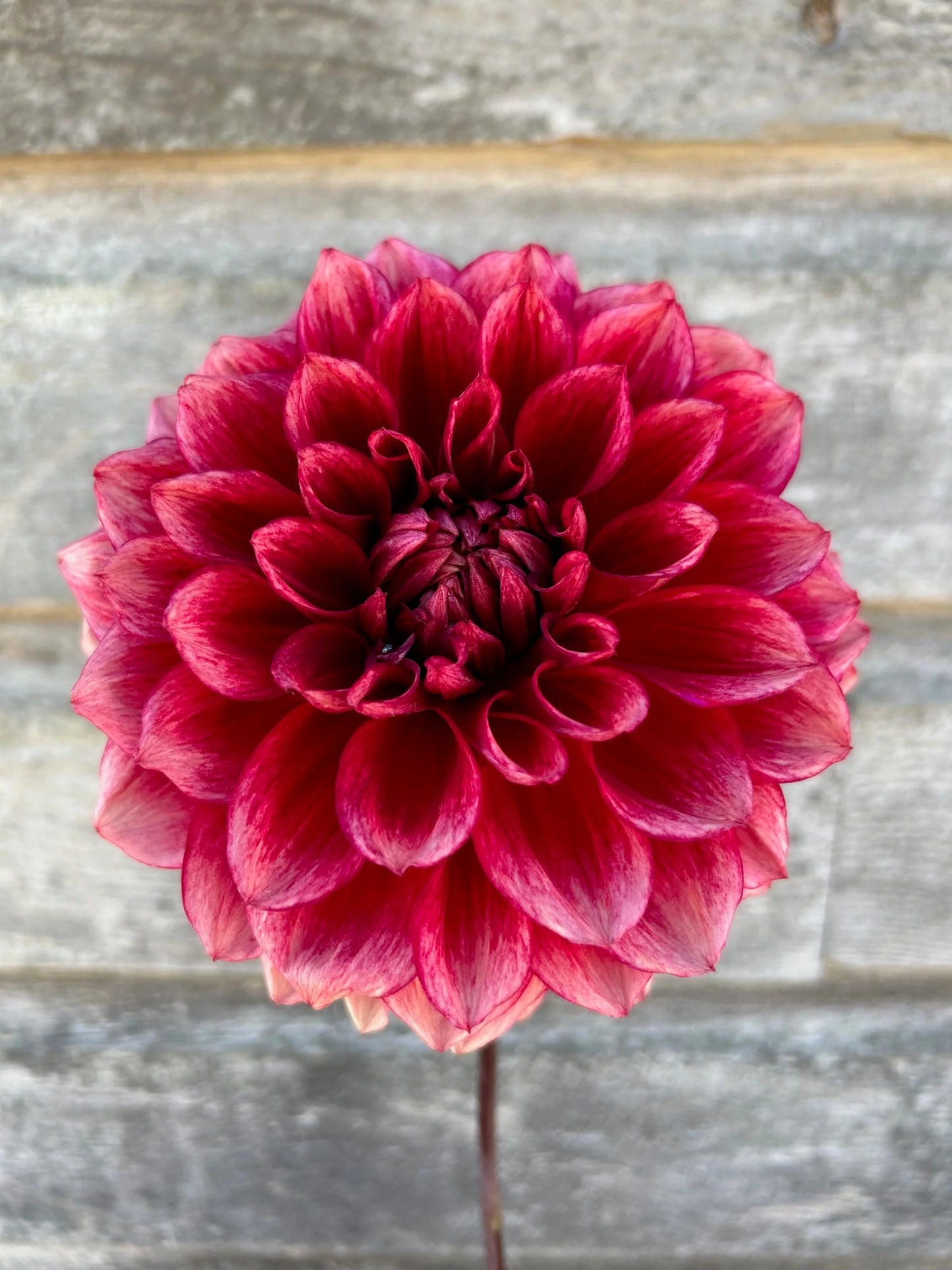 Bloomquist York - Dahlia Seedling
