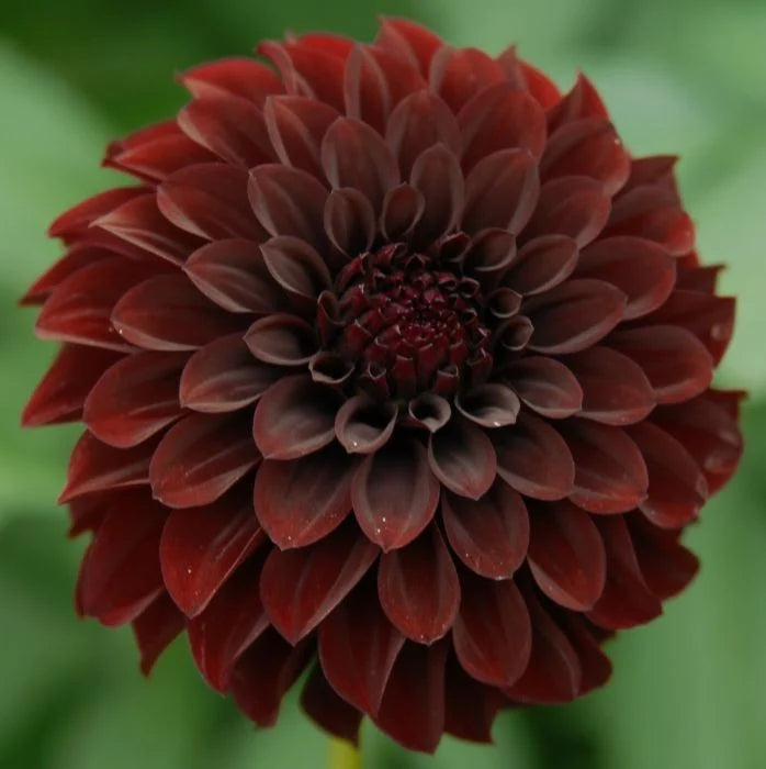 Black Satin - Dahlia Seedling
