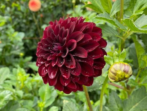 Black Satin - Dahlia Seedling