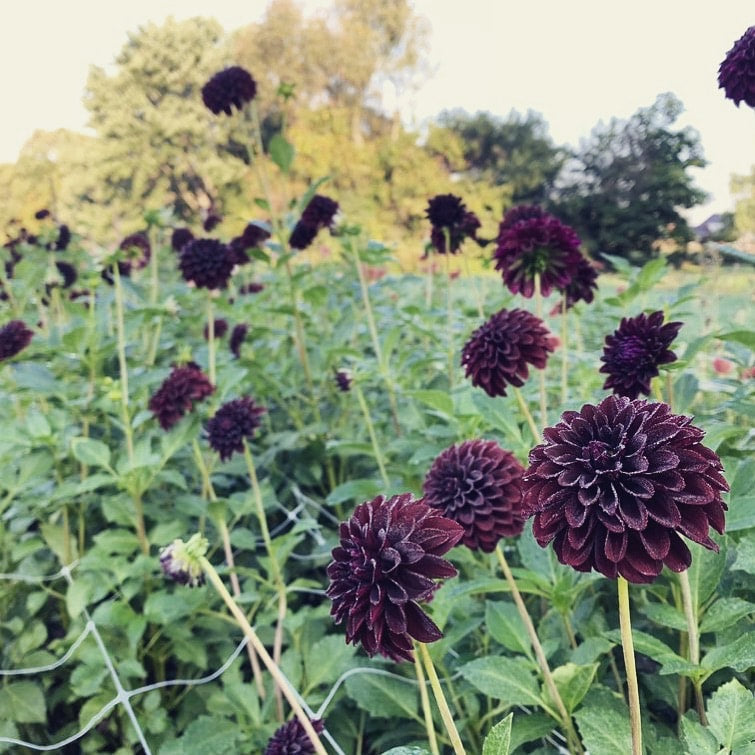 Black Satin - Dahlia Seedling
