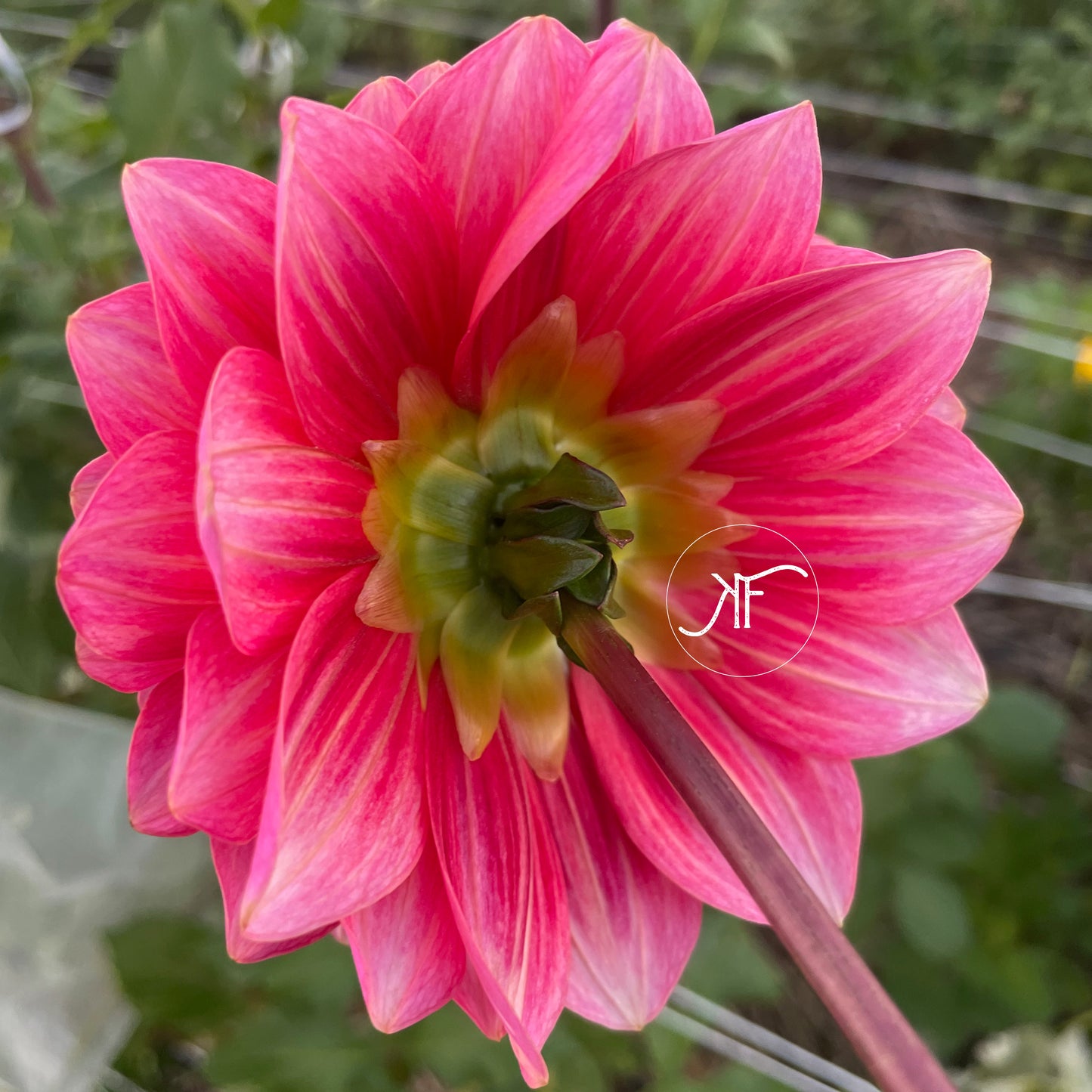 Bloomquist Curt - Dahlia Tuber