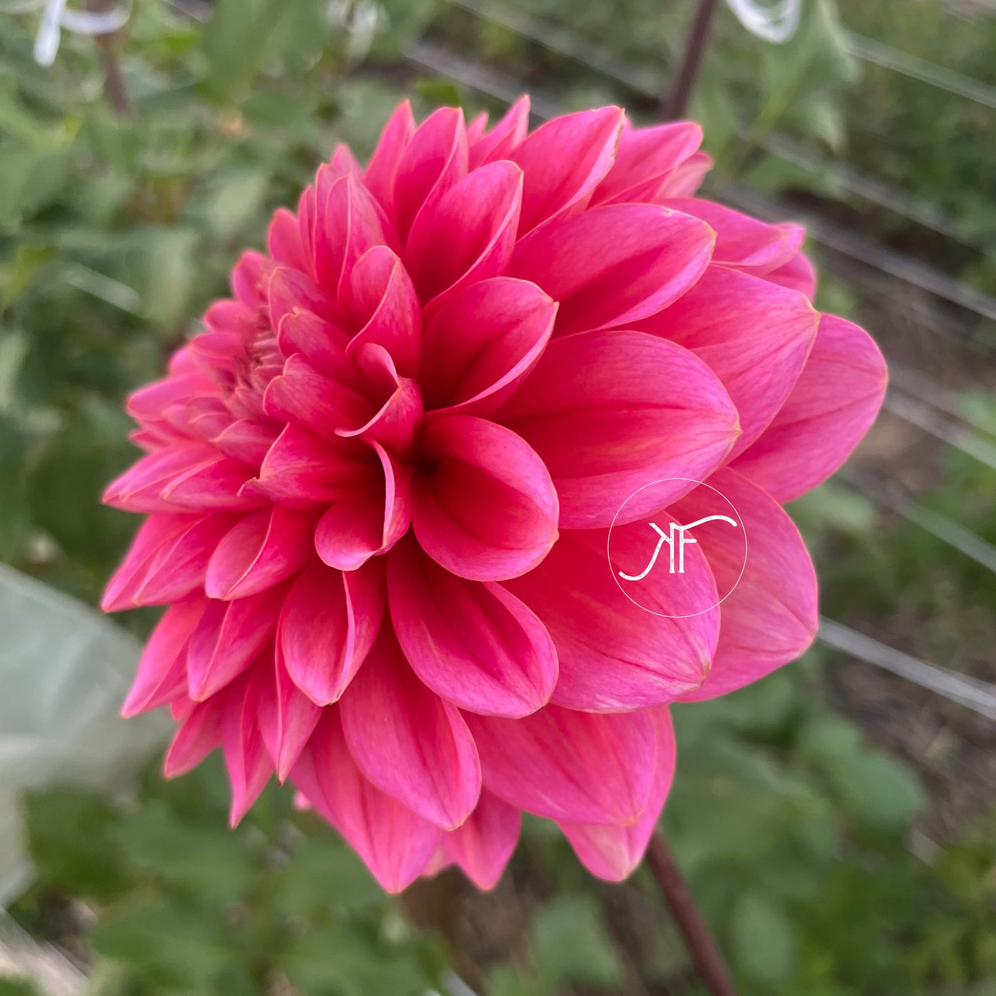 Bloomquist Curt - Dahlia Tuber