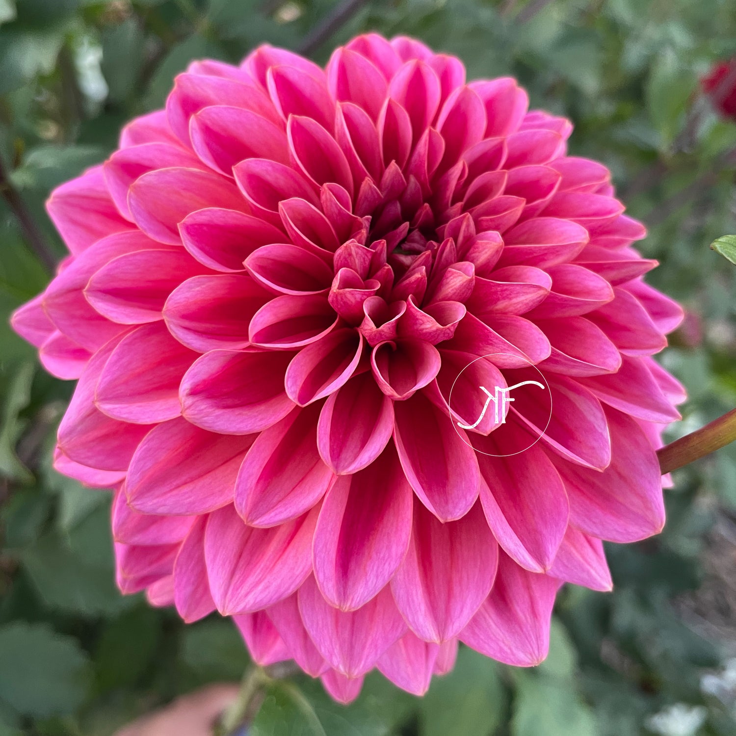 A closeup of a bright pink dahlia flower