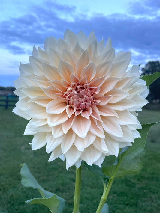 Cafe au Lait - Dahlia Seedling