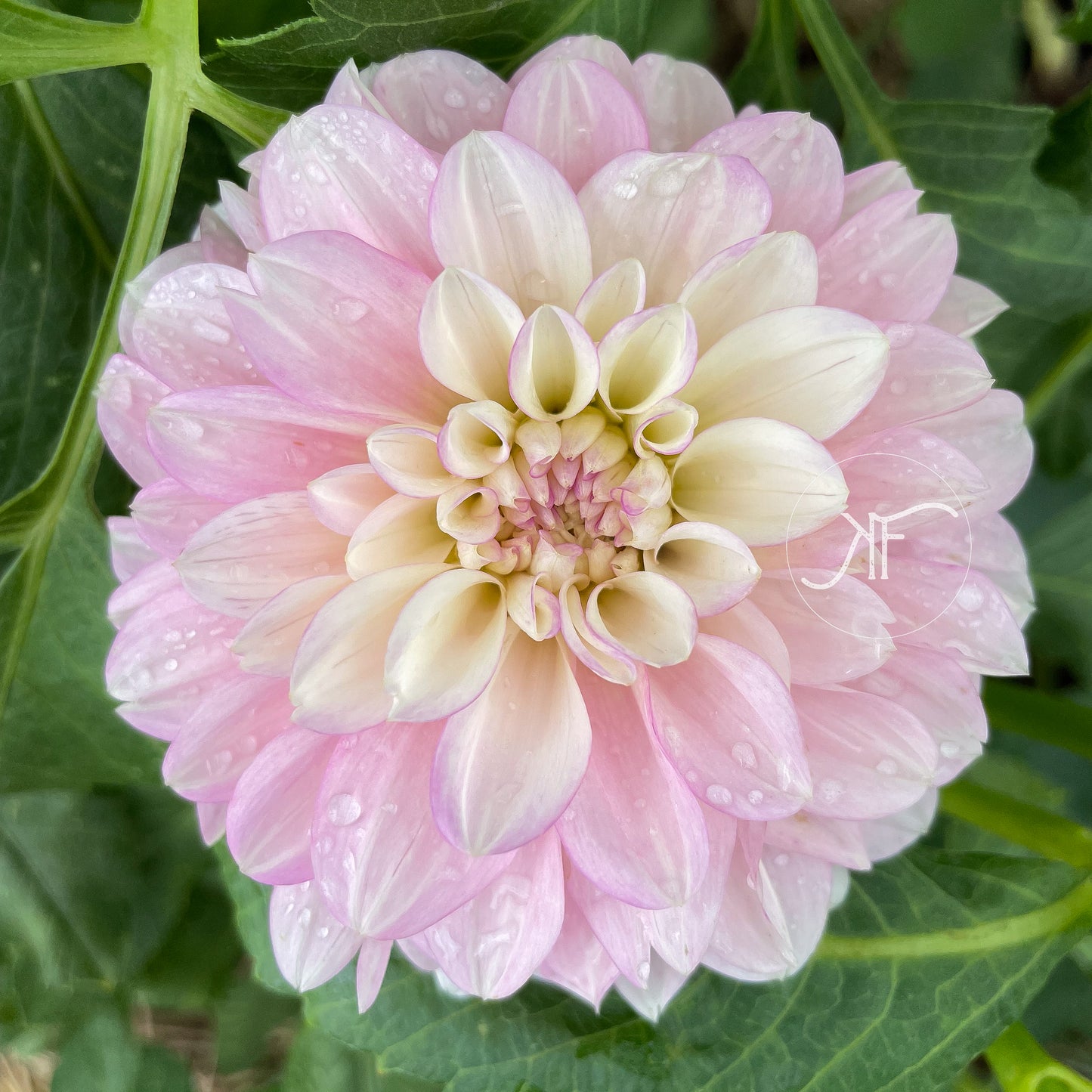 Charlotte Mae - Dahlia Tuber