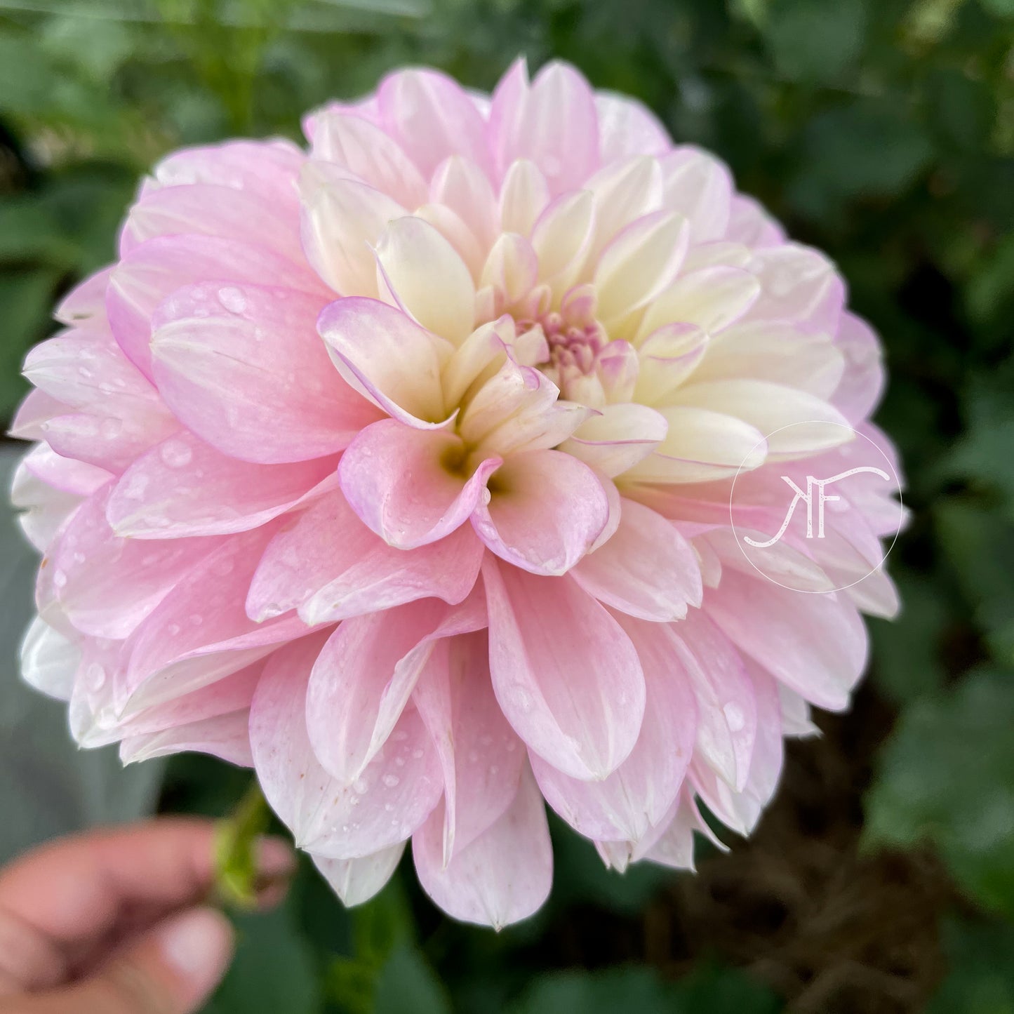 Charlotte Mae - Dahlia Tuber