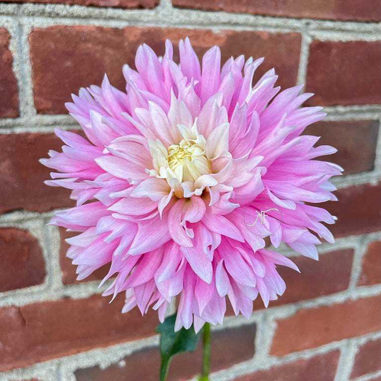 Chilson's Pride - Dahlia Tuber