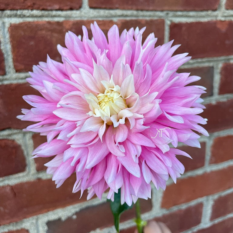 Chilson's Pride - Dahlia Tuber