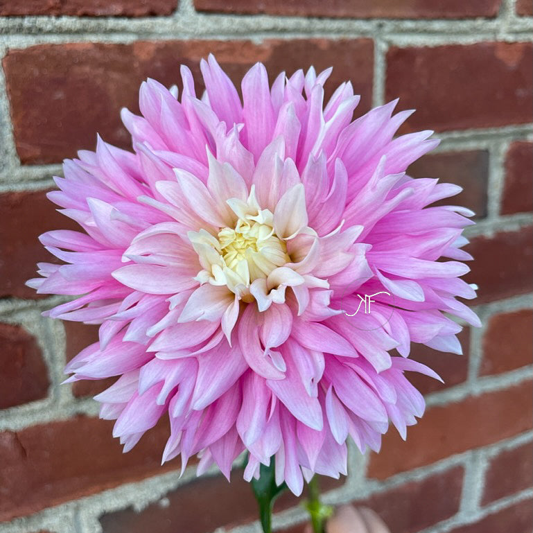 Chilson's Pride - Dahlia Tuber