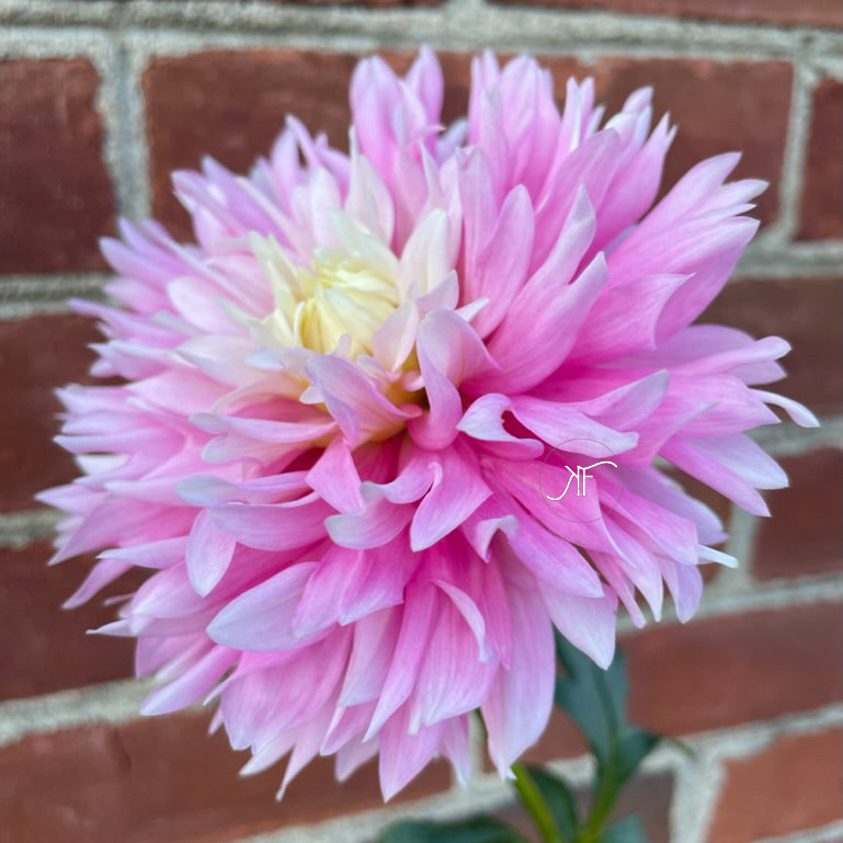 Chilson's Pride - Dahlia Tuber