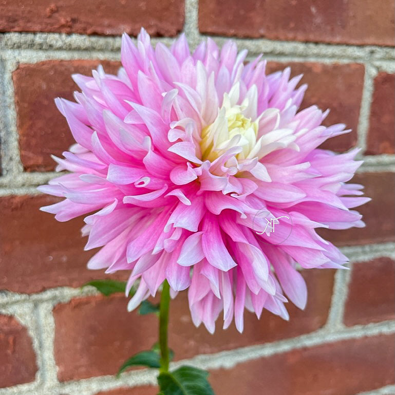 Chilson's Pride - Dahlia Tuber