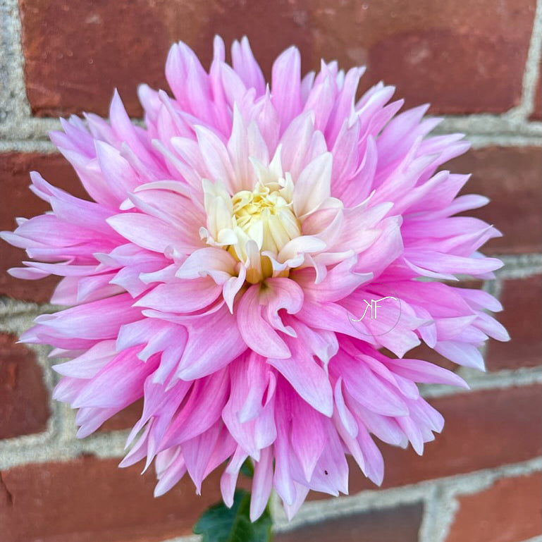 Chilson's Pride - Dahlia Tuber