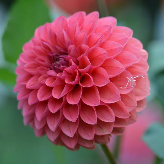 Chimacum Nadjae - Dahlia Tuber