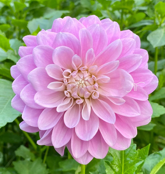 Coseytown Kay - Dahlia Tuber