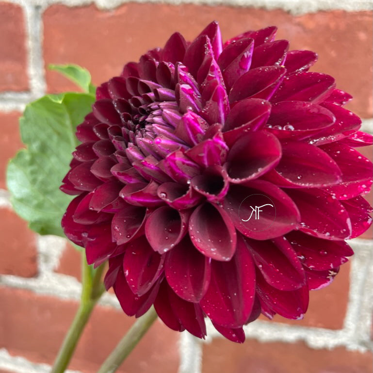 Coseytown Lois Lane - Dahlia Tuber