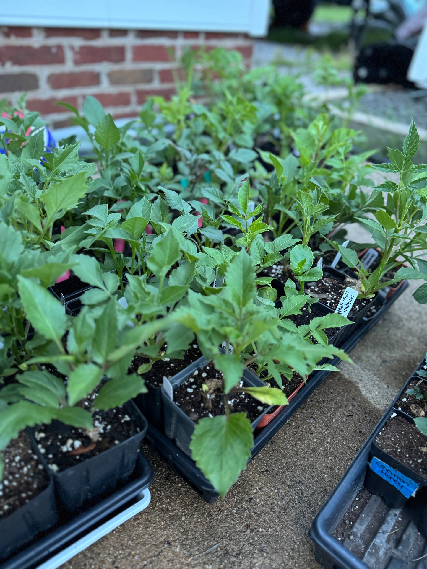 VIRTUAL Seed Starting Workshop