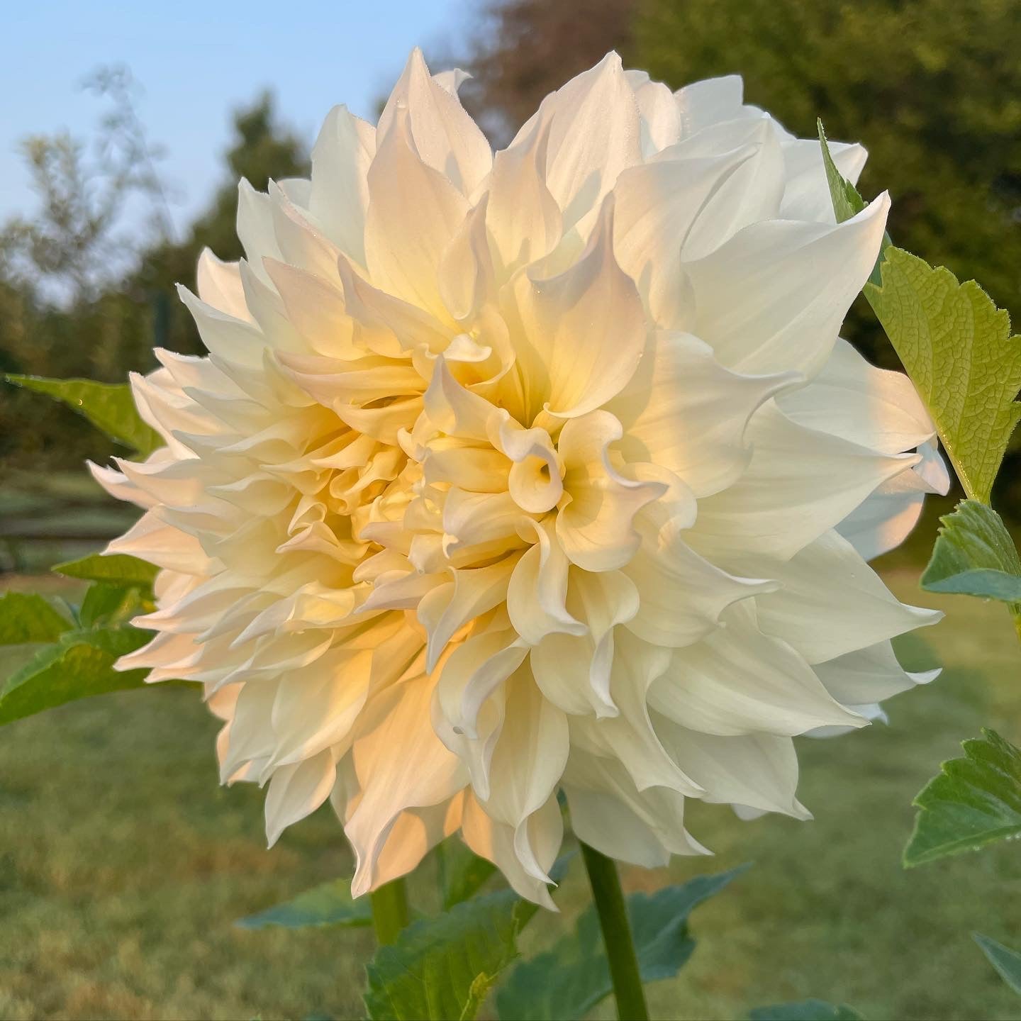 VIRTUAL Workshop - Darling Dahlias (April Dates)