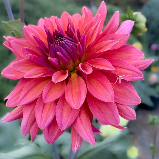 Fire Magic - Dahlia Tuber