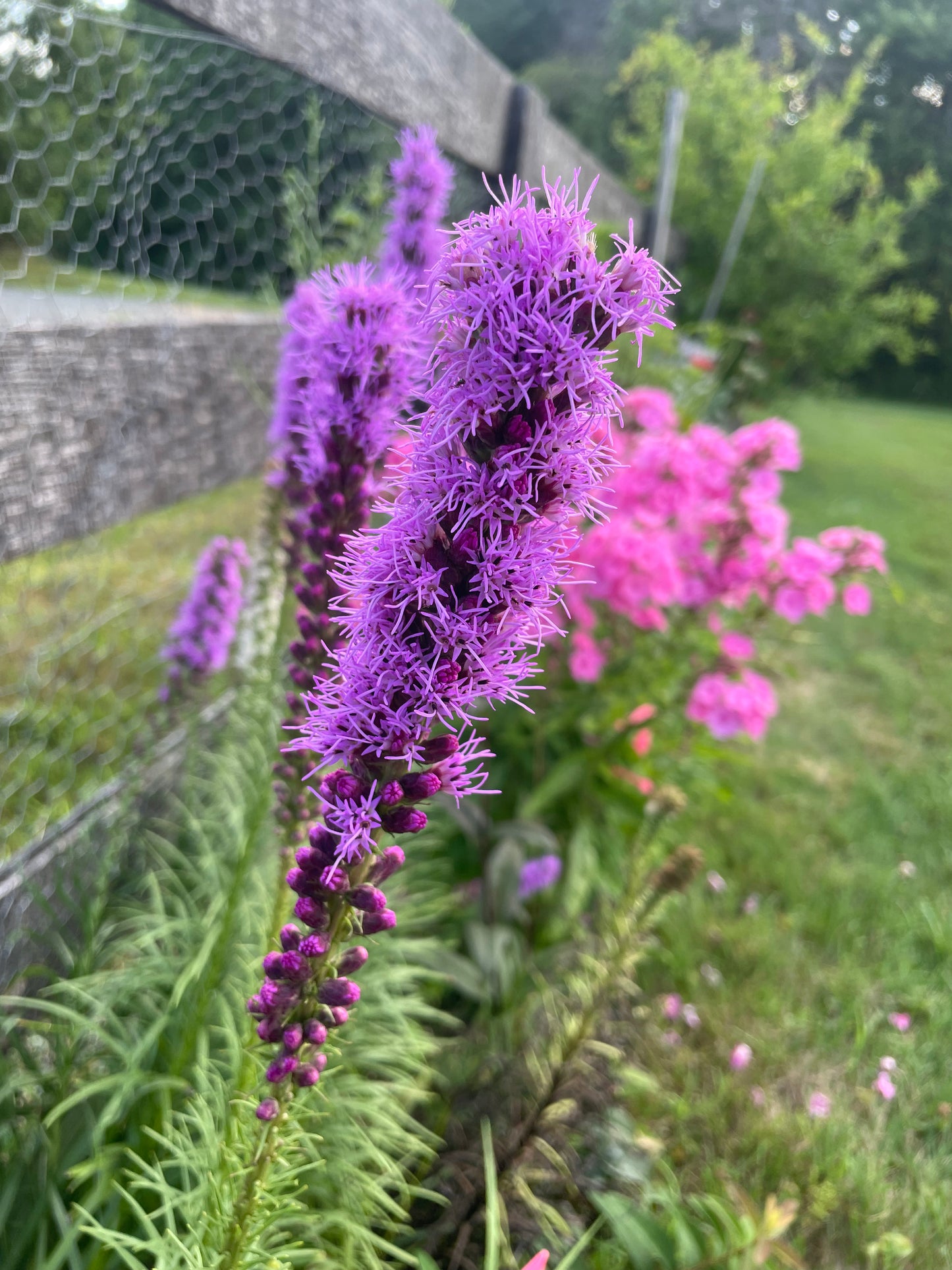 VIRTUAL "Productive, Pest-Resilient Garden System" Workshop (March Dates)