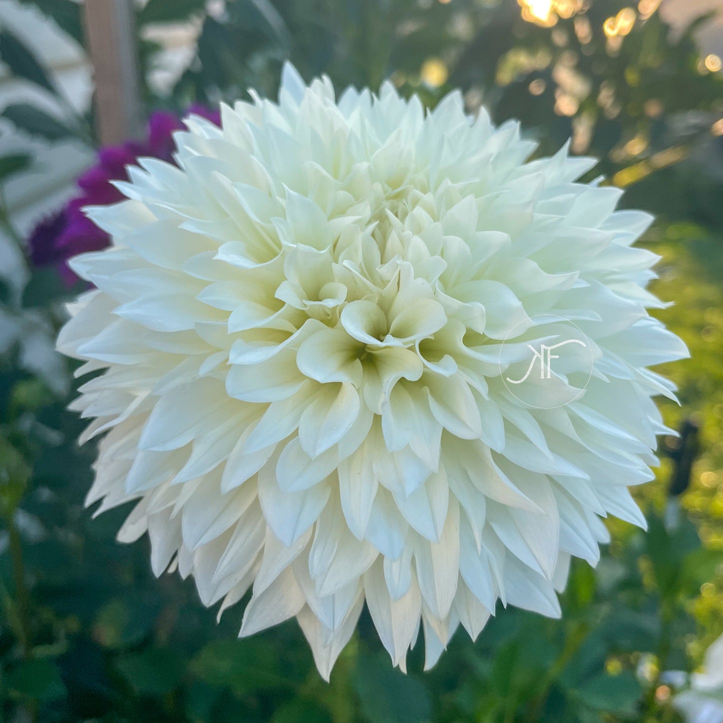 Gitts Attention - Dahlia Tuber