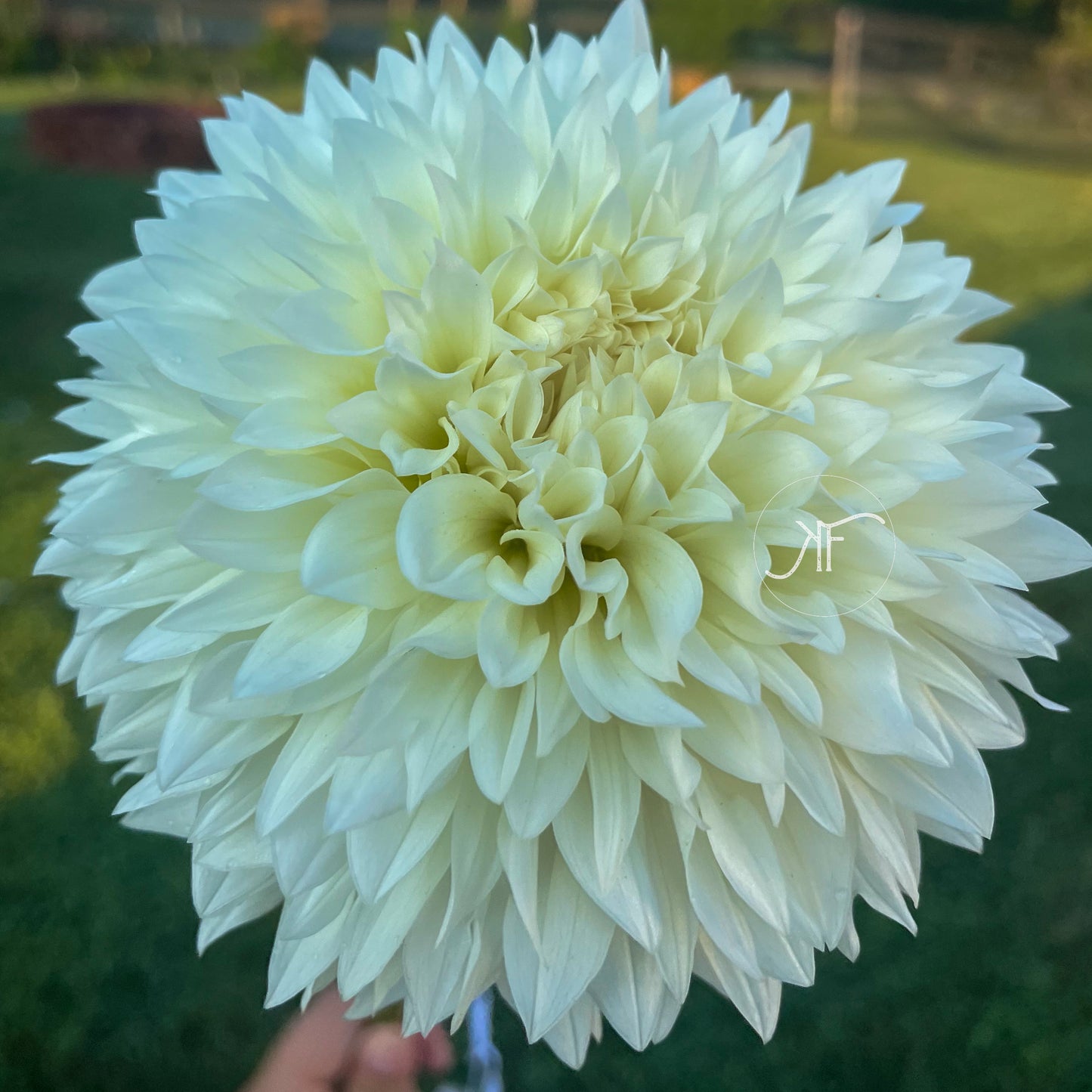 Gitts Attention - Dahlia Tuber