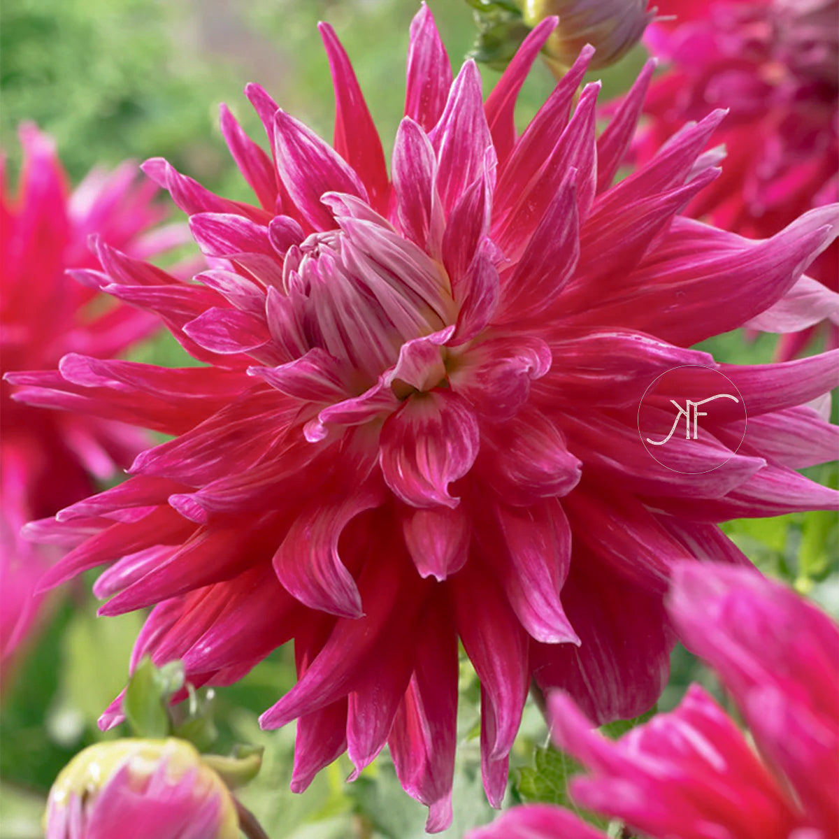 Grand Finale - Dahlia Tuber