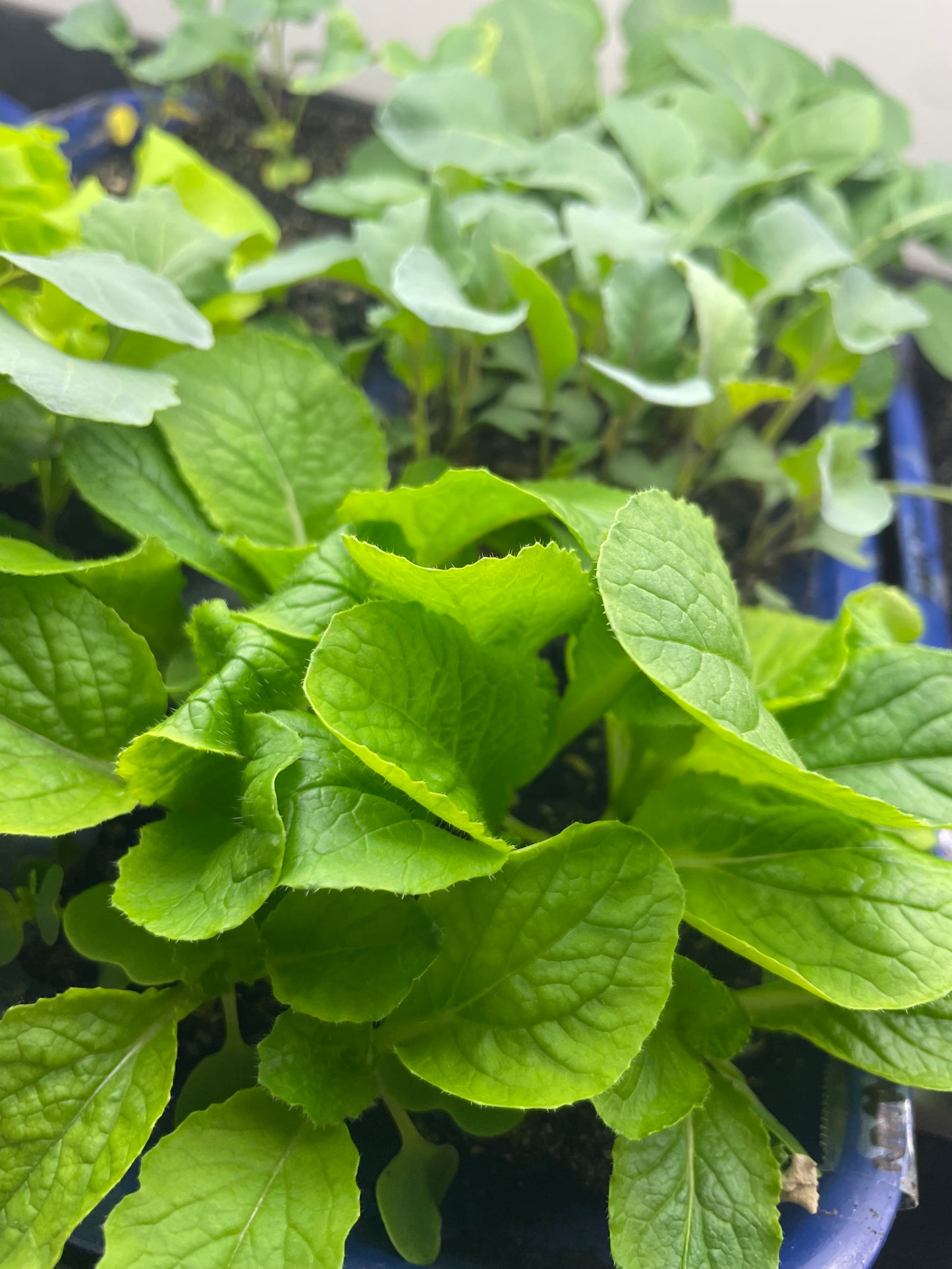 VIRTUAL Seed Starting Workshop