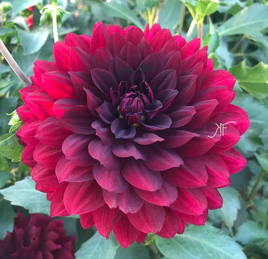 Hollyhill Black Widow - Dahlia Tuber