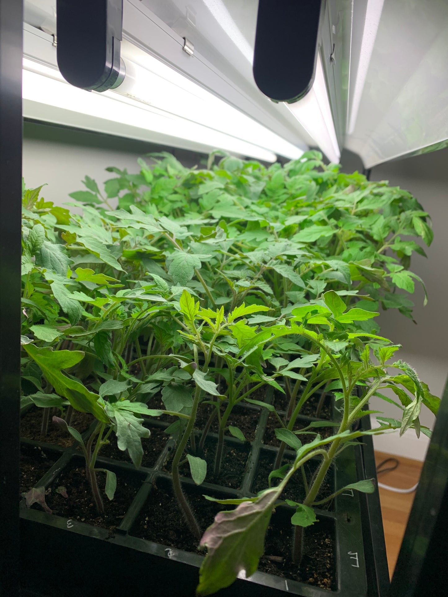 VIRTUAL Workshop - Tomatoes: The Juicy Details (April Dates)