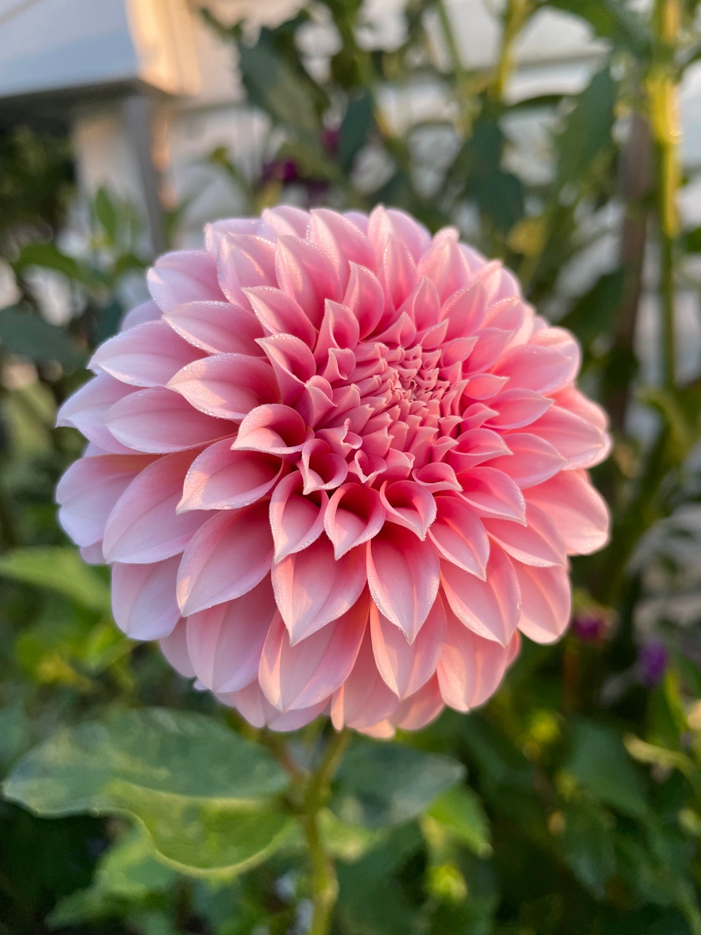 VIRTUAL Workshop - Darling Dahlias (April Dates)