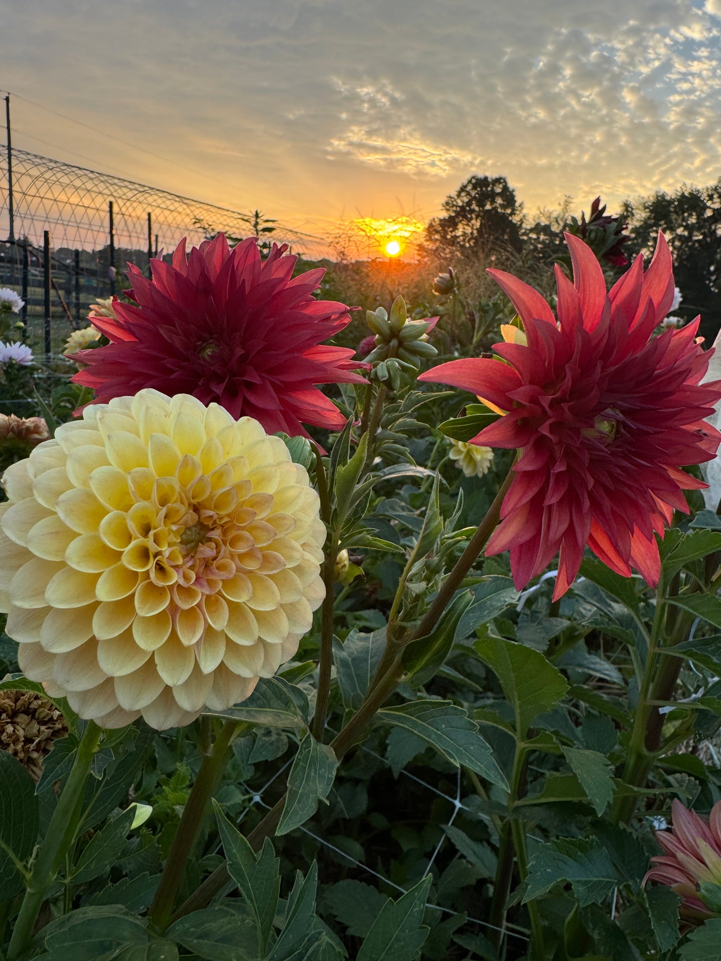 VIRTUAL Workshop - Darling Dahlias (April Dates)