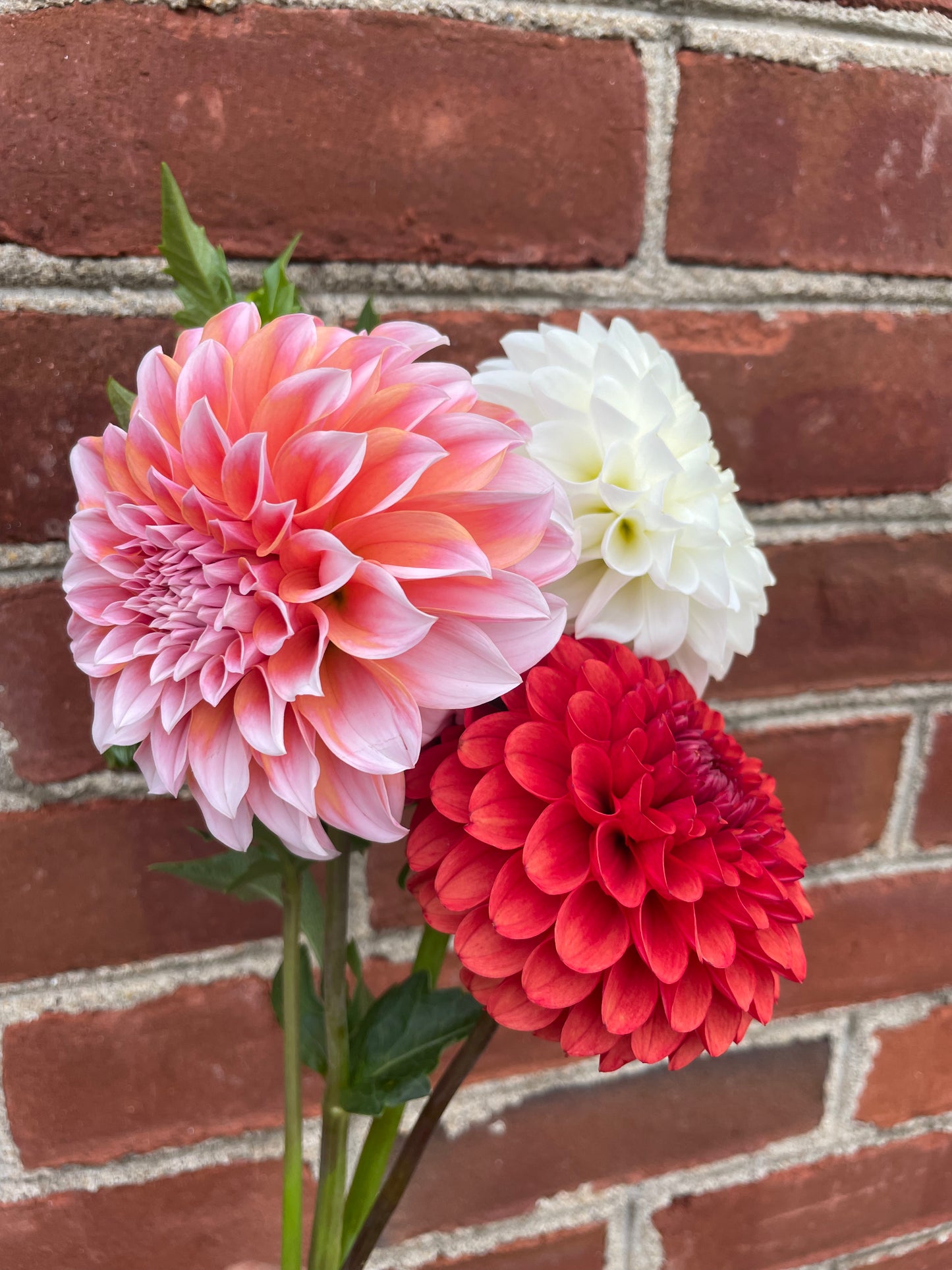 VIRTUAL Workshop - Darling Dahlias (April Dates)