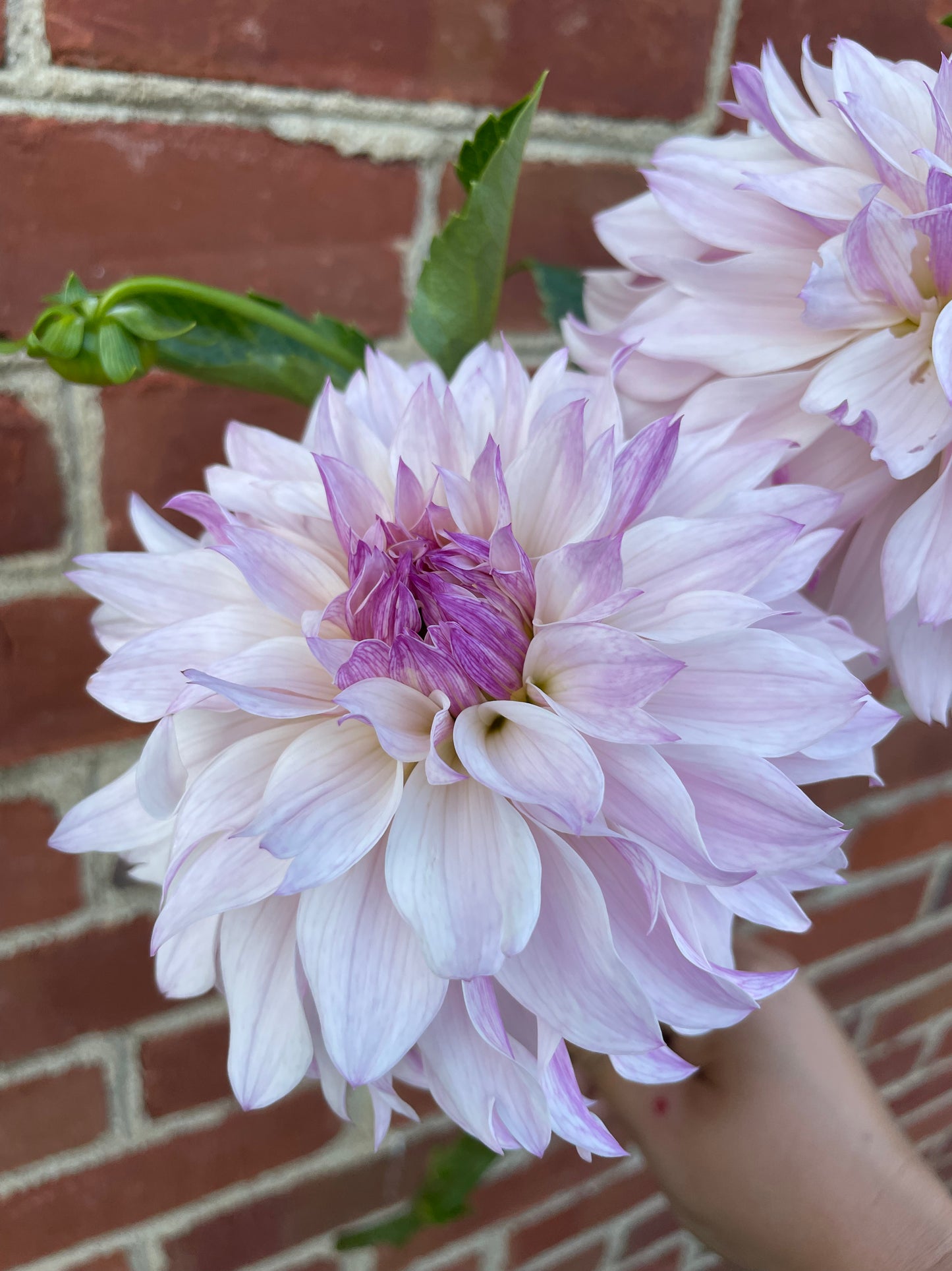 VIRTUAL Workshop - Darling Dahlias (April Dates)