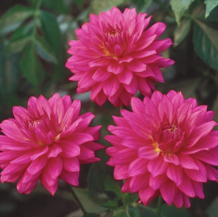 Jenna - Dahlia Seedling
