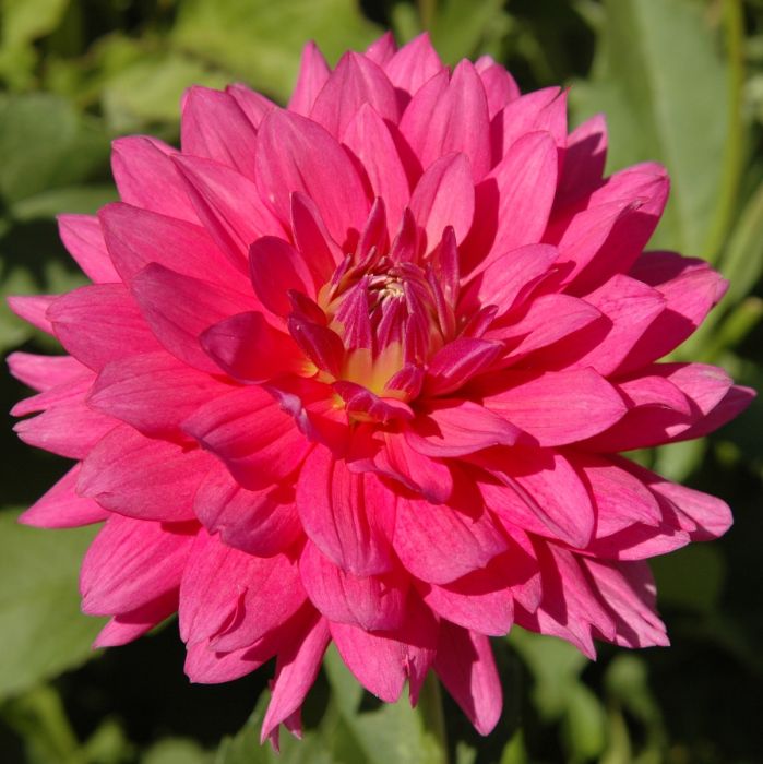 Jenna - Dahlia Seedling