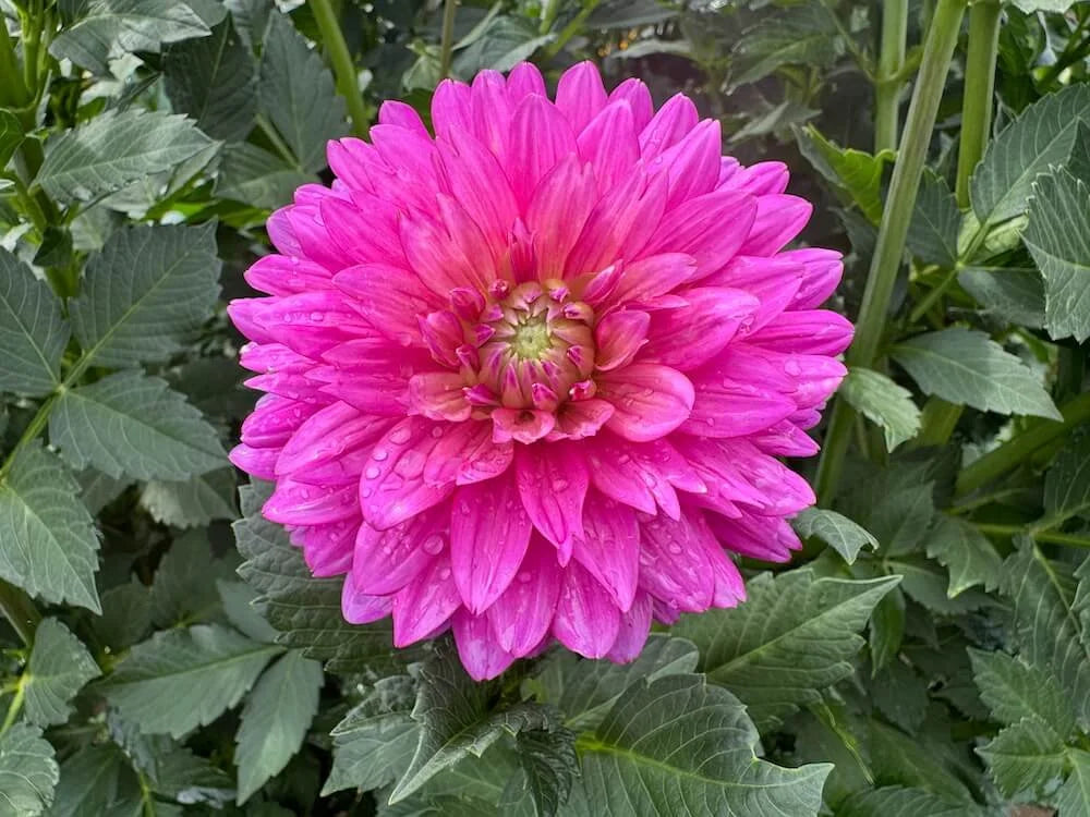 Jenna - Dahlia Seedling