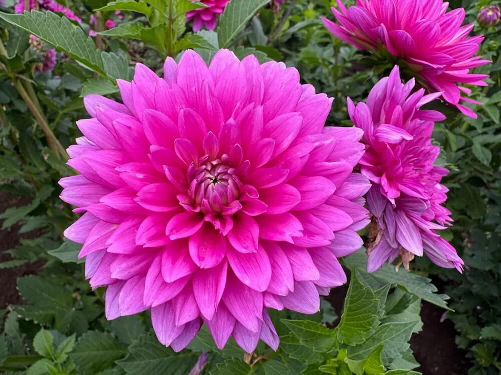 Jenna - Dahlia Seedling