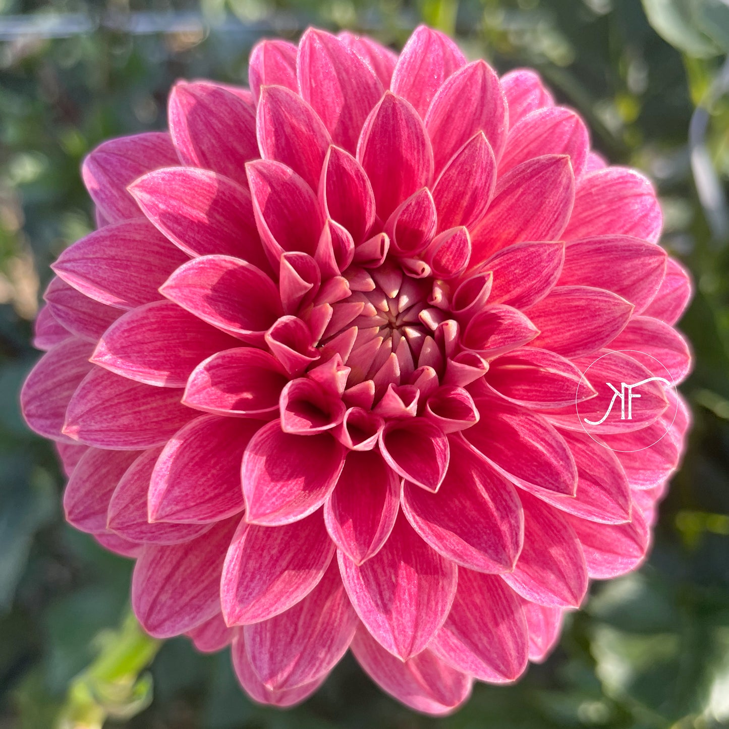 KA's Rosie Jo - Dahlia Tuber