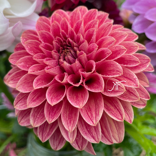 KA's Rosie Jo - Dahlia Tuber