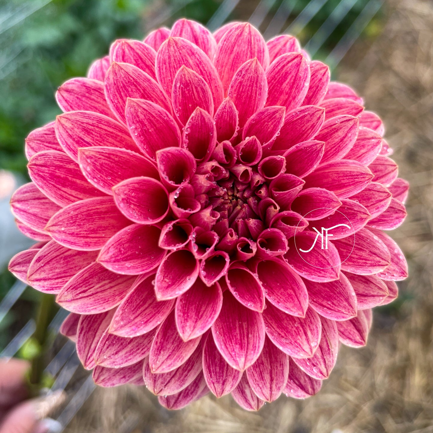 KA's Rosie Jo - Dahlia Tuber