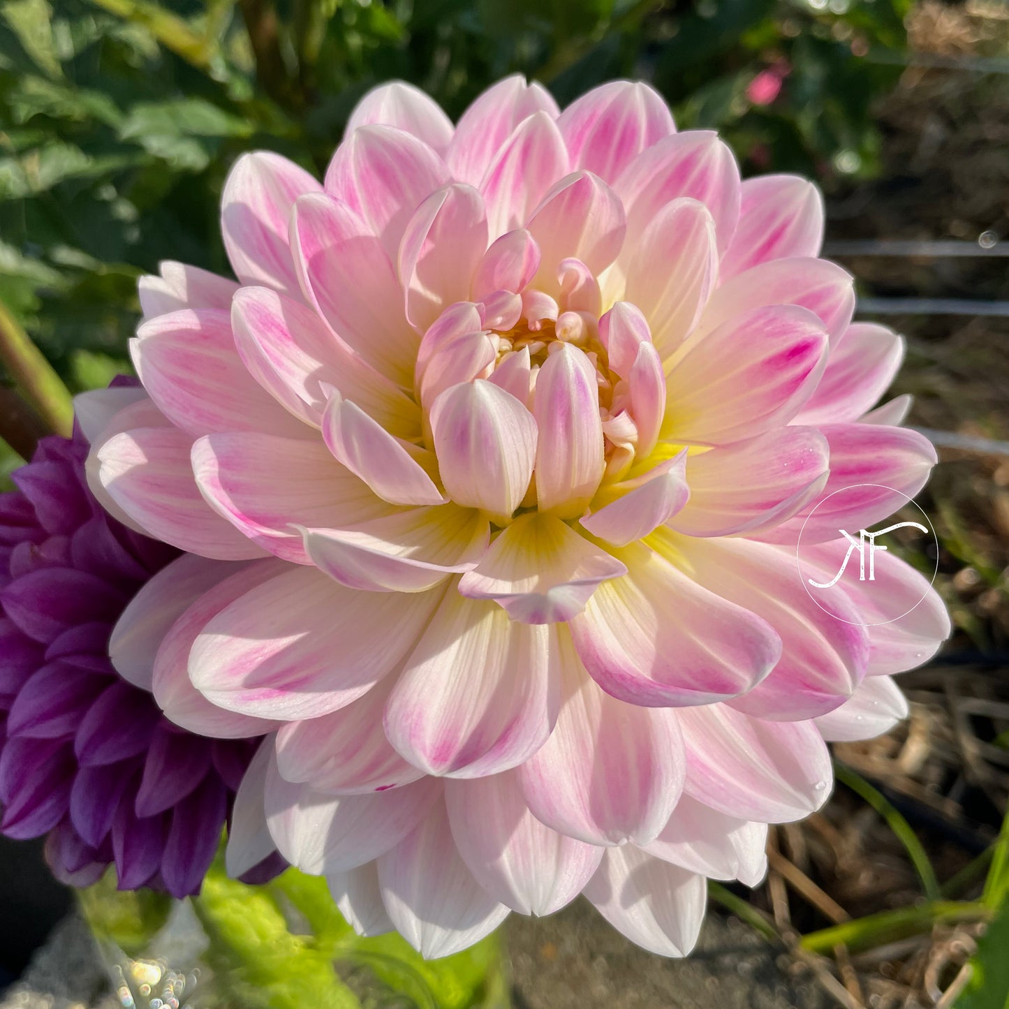 Kelgai Ann - Dahlia Tuber