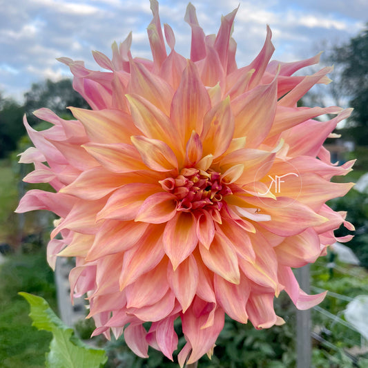 Labyrinth - Dahlia Tuber