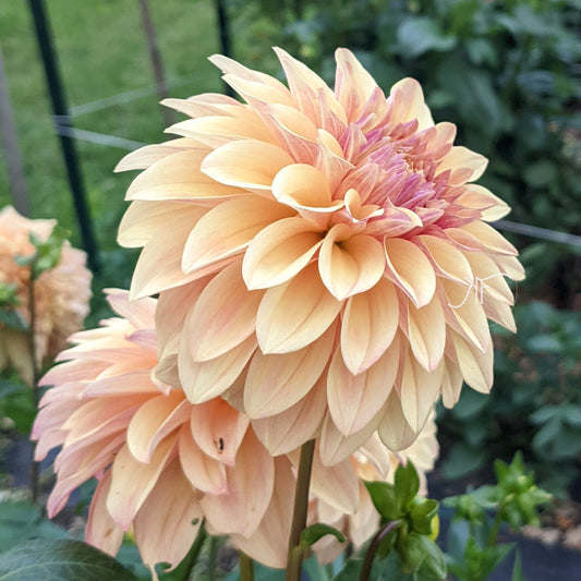 Miss Amara - Dahlia Tuber