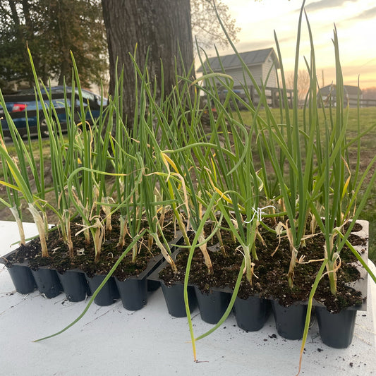 Sweet Onion Seedlings