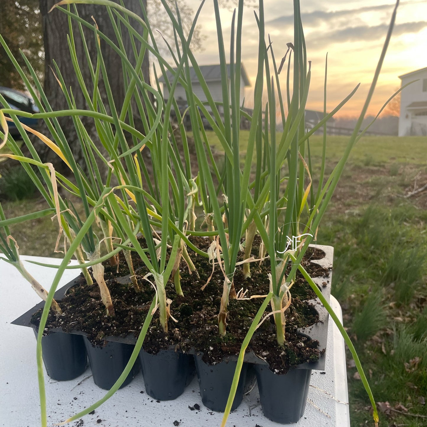 Sweet Onion Seedlings