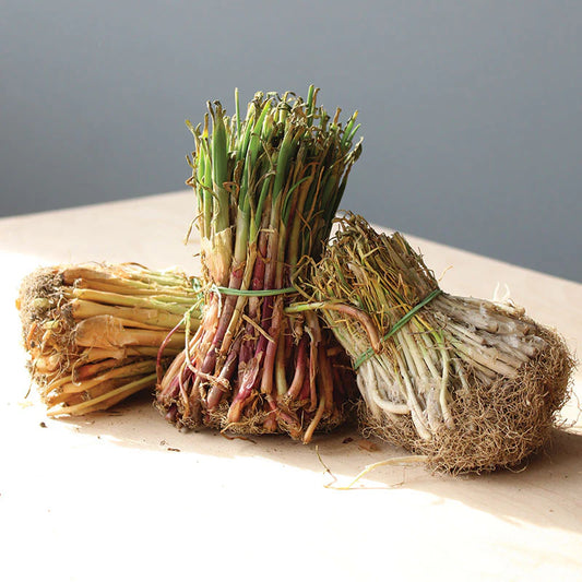 Sweet Onion Seedlings