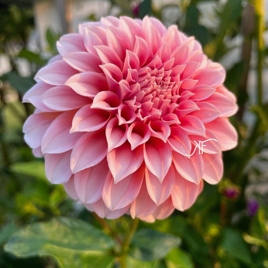 Peaches 'N Cream - Dahlia Tuber