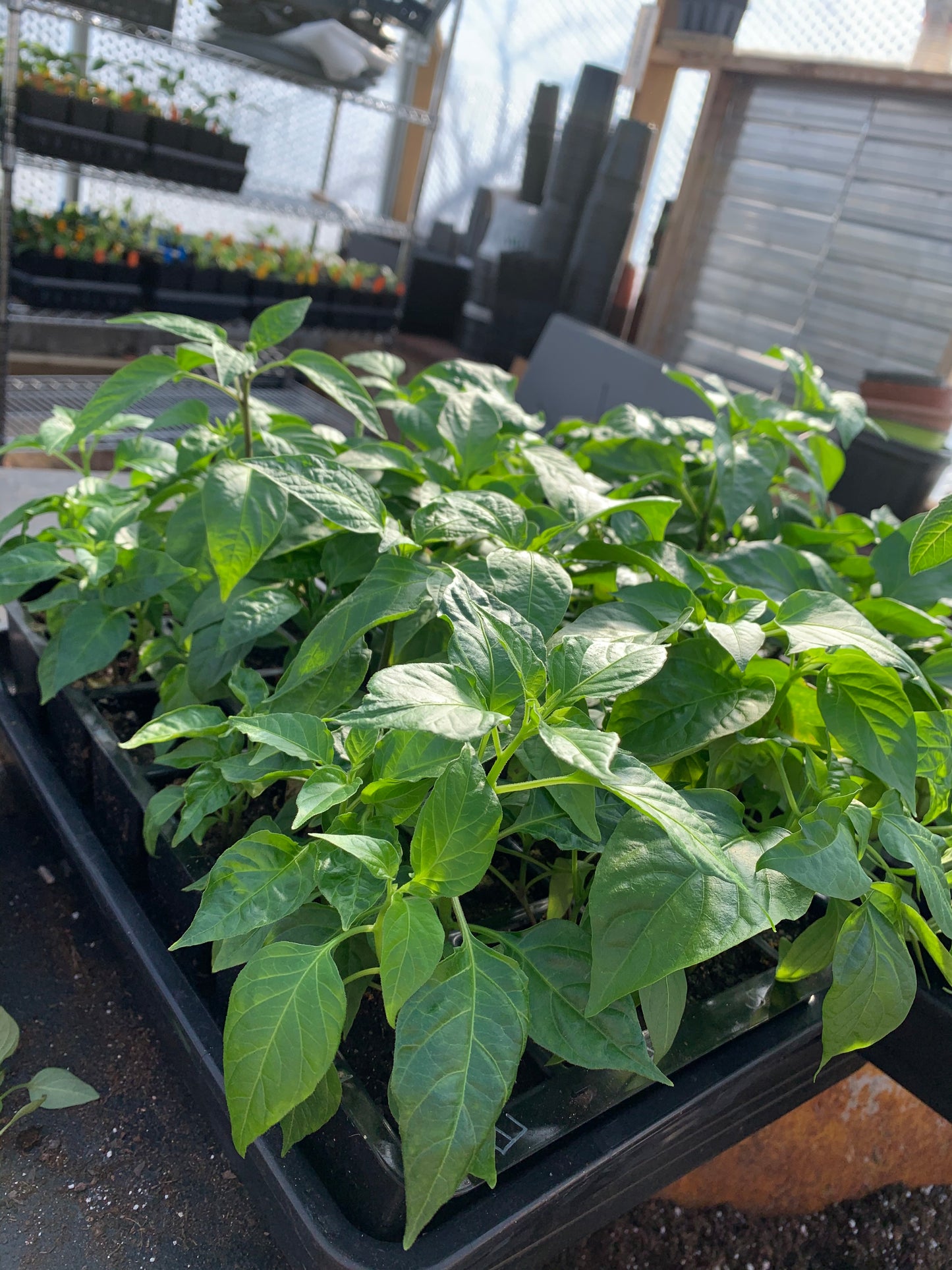 VIRTUAL Seed Starting Workshop